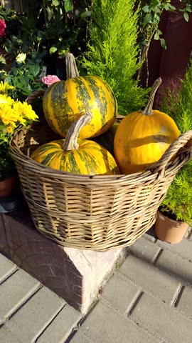 Fresh striped yellow and green pumpkins in a basket