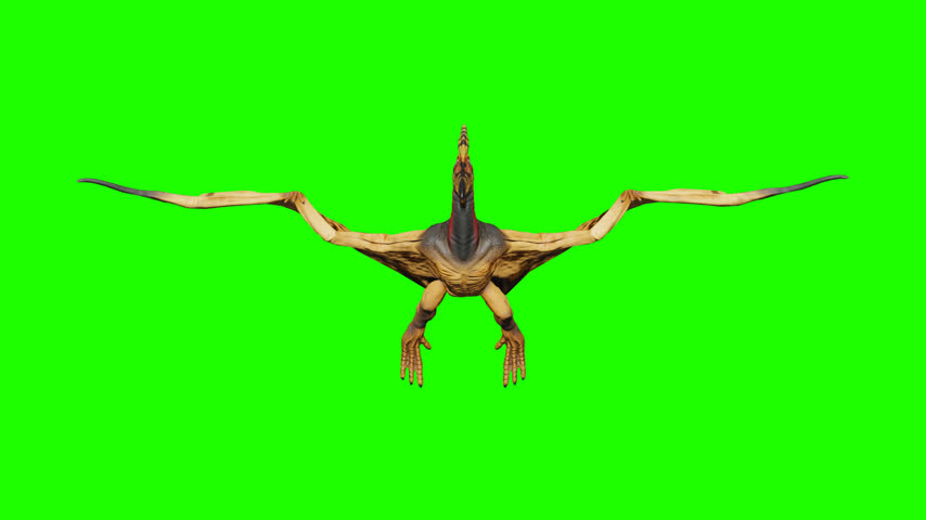 Pteranodon pterosaur flying animation on green screen background chroma key