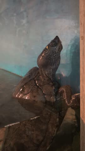 Aquatic turtle in an aquarium