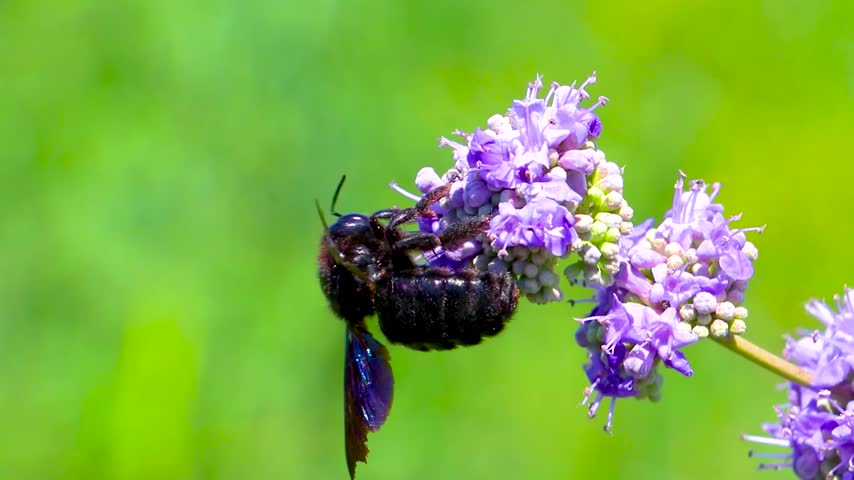 Glossy dark bee wasp resting on a violet blue flower with vivid petals and natural green foliage in Susanj Bar Bar Municipality Montenegro.