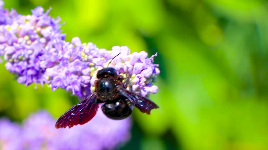 Glossy dark bee wasp resting on a violet blue flower with vivid petals and natural green foliage in Susanj Bar Bar Municipality Montenegro.