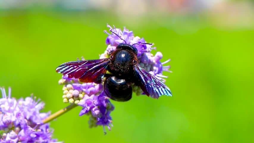 Glossy dark bee wasp resting on a violet blue flower with vivid petals and natural green foliage in Susanj Bar Bar Municipality Montenegro.