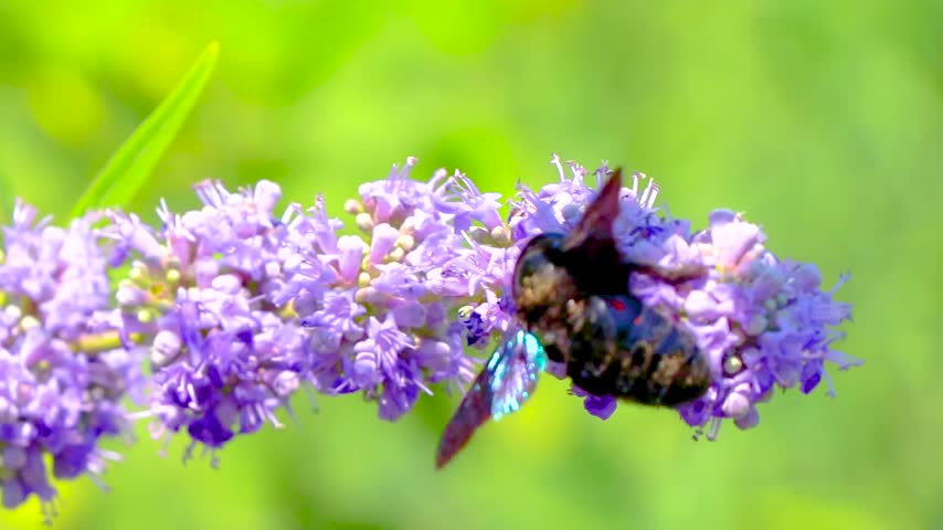 Glossy dark bee wasp resting on a violet blue flower with vivid petals and natural green foliage in Susanj Bar Bar Municipality Montenegro.