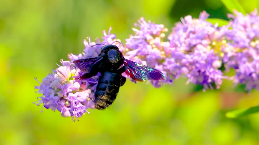 Glossy dark bee wasp resting on a violet blue flower with vivid petals and natural green foliage in Susanj Bar Bar Municipality Montenegro.