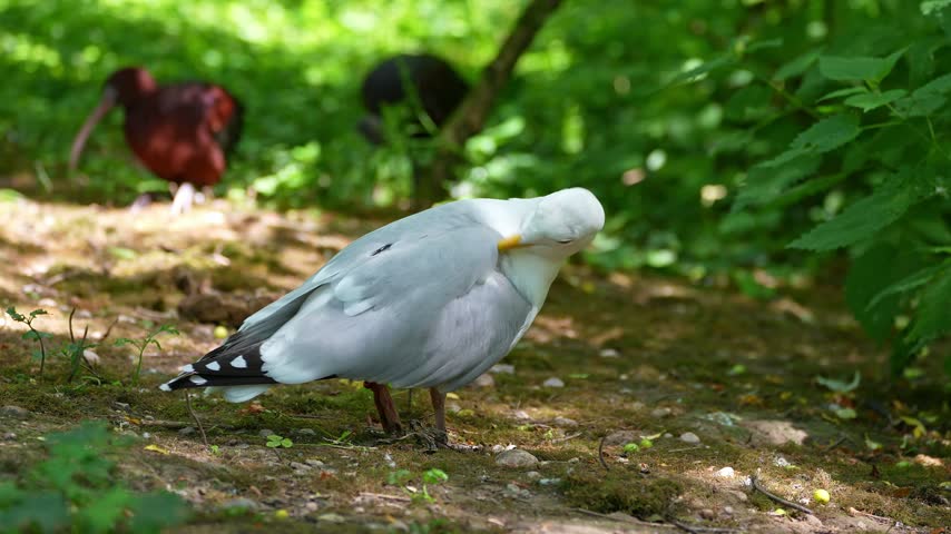 The European Herring Gull, Larus argentatus is a large gull, One of the best known of all gulls along the shores of western Europe. Here resting on the ground.
