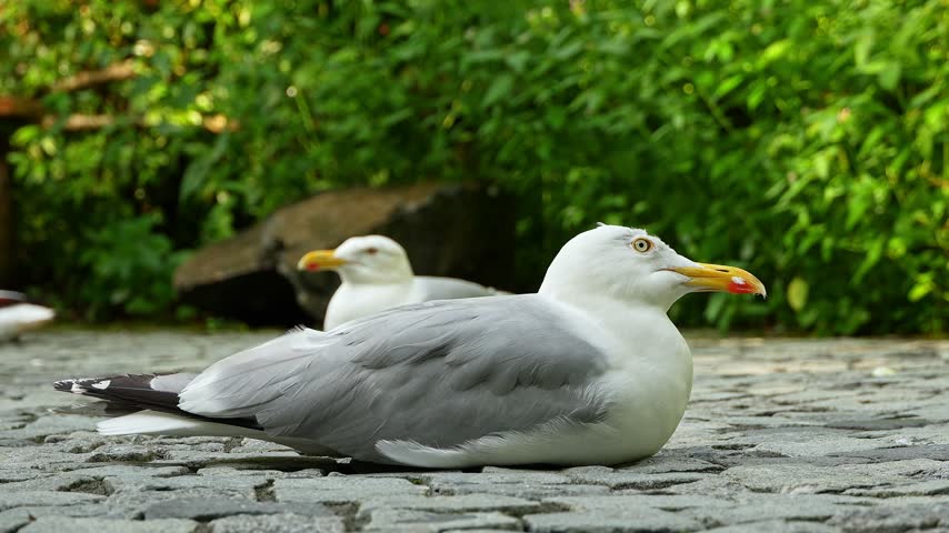 The European Herring Gull, Larus argentatus is a large gull, One of the best known of all gulls along the shores of western Europe. Here resting on the ground.
