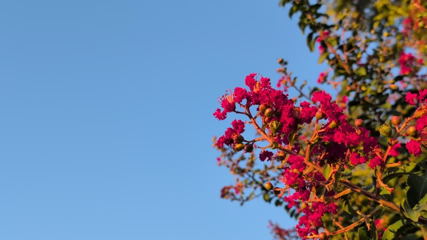 Vibrant Red Flowers Against Clear Blue Sky