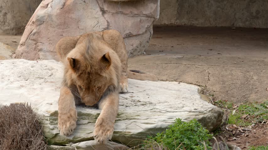 Juvenile male lion raises his head while resting on a rocky ledge in Dubbo, Australia.