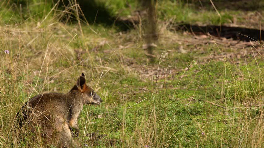 An Australian swamp wallaby sits alert in dry grass under bright sunlight in Dubbo, Australia.