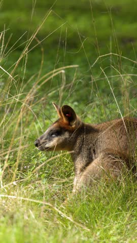 An Australian swamp wallaby rests alertly among tall grass in Dubbo, New South Wales.