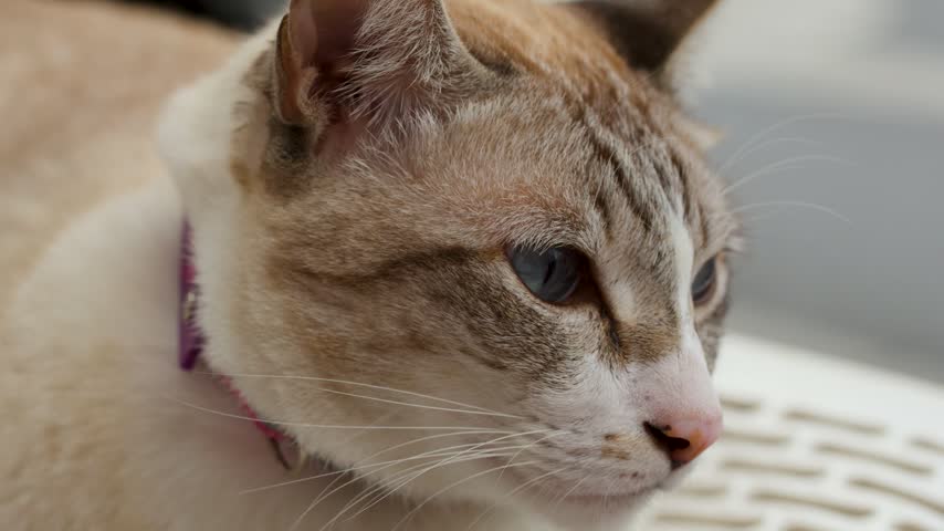 A close up shot of a domestic cat with striking blue eyes resting outdoors.