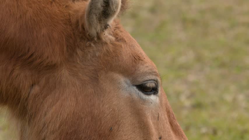Close up profile view of an endangered Przewalski horse grazing outdoors in Dubbo, Australia.
