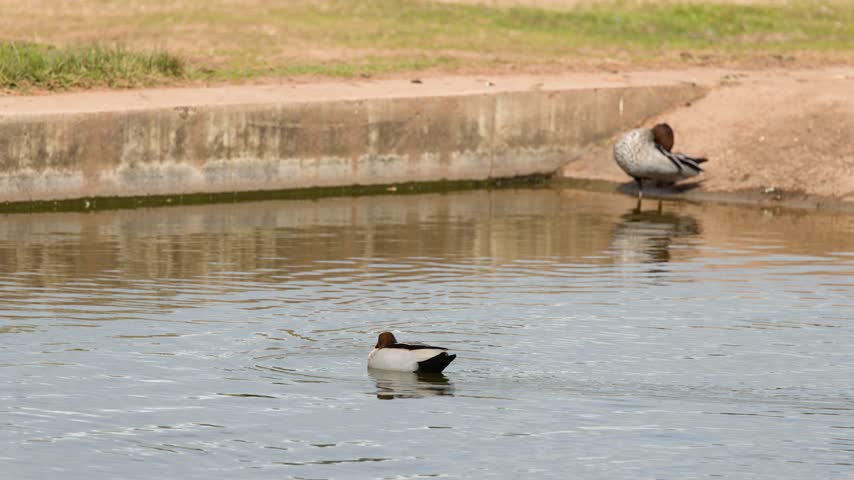 Australian wood ducks swim and preen alongside a concrete water basin in Dubbo, Australia.