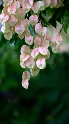 Vertical close up of beautiful pale pink and white papery seed pods hanging in a cluster from a tree branch against a dark green blurred background