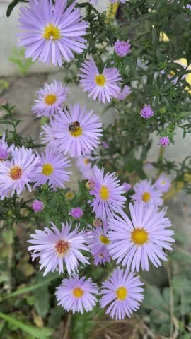 Honey bee flying and collecting nectar from purple aster flowers in a sunny garden