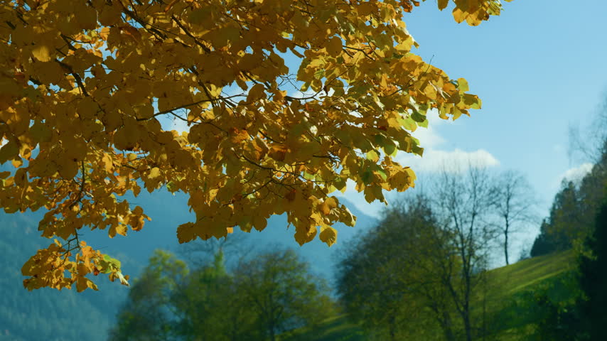Autumn yellow leaves on a tree branch with a blurred mountain landscape under a blue sky. Scenic countryside environment during the fall season, handheld pan right.