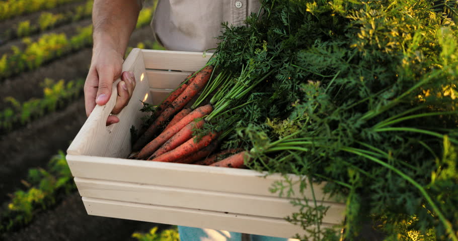 Unrecognizable farmer holding a wooden crate full of freshly harvested organic carrots. Man standing in a cultivated field at sunset