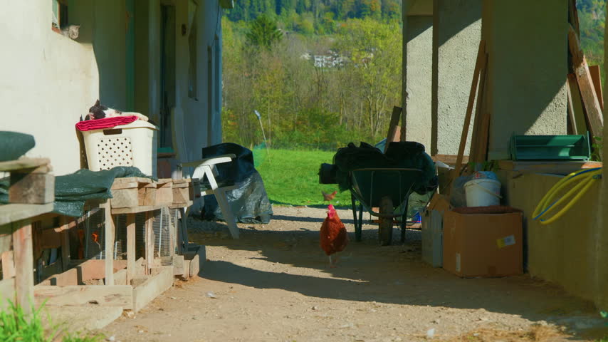Farm chicken backyard sleeping cat on a rustic porch with a wheelbarrow and green field background. Handheld panning shot of rural agricultural life during a sunny day.