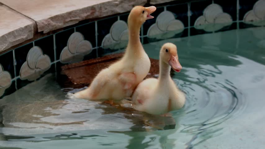 Two young white ducks paddle and play together in a backyard swimming pool, creating gentle ripples in a charming and peaceful animal scene.