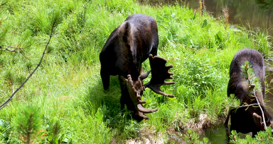Static video of 2 moose in Breckenridge Colorado grazing on grass.