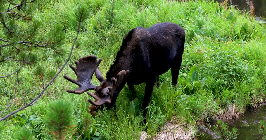 Static video of a moose in Breckenridge Colorado grazing on grass.