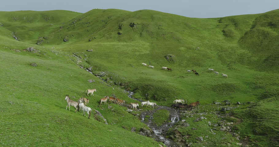 Badimalika region, Bajura, Nepal, aerial shot of scattered horses grazing and moving across green alpine pastures near a mountain stream in Triveni Patan grassland.
