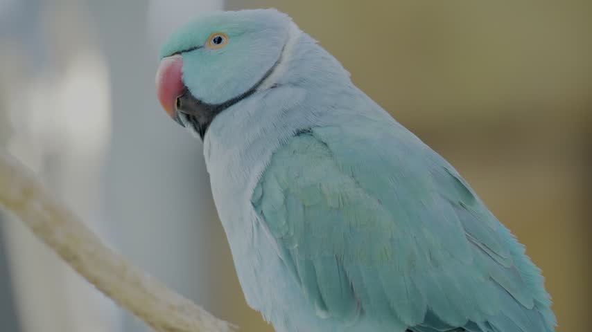 A detailed close up of a vibrant blue parrot in a natural setting.