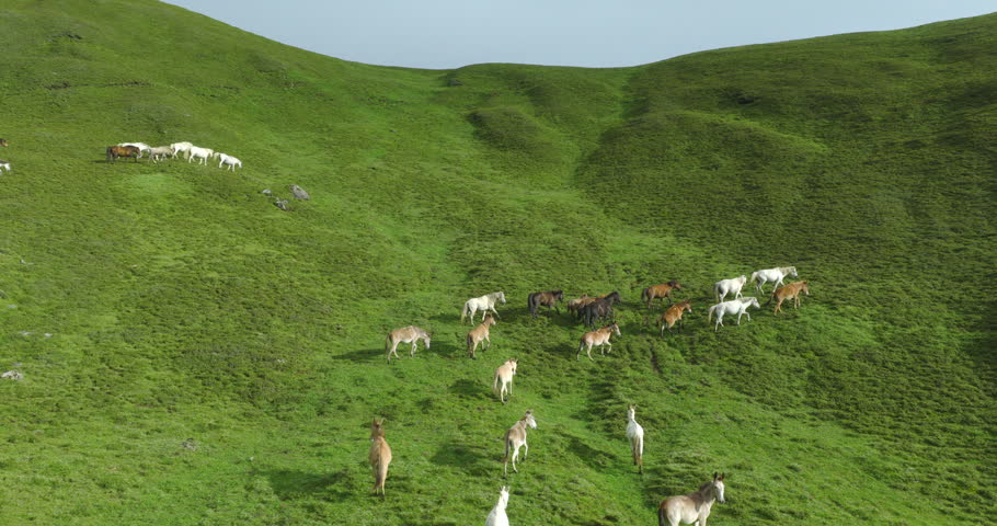 Badimalika region, Bajura, Nepal, aerial shot of a large herd of horses trotting and roaming up a steep green alpine slope in Triveni Patan grassland under clear sunny skies