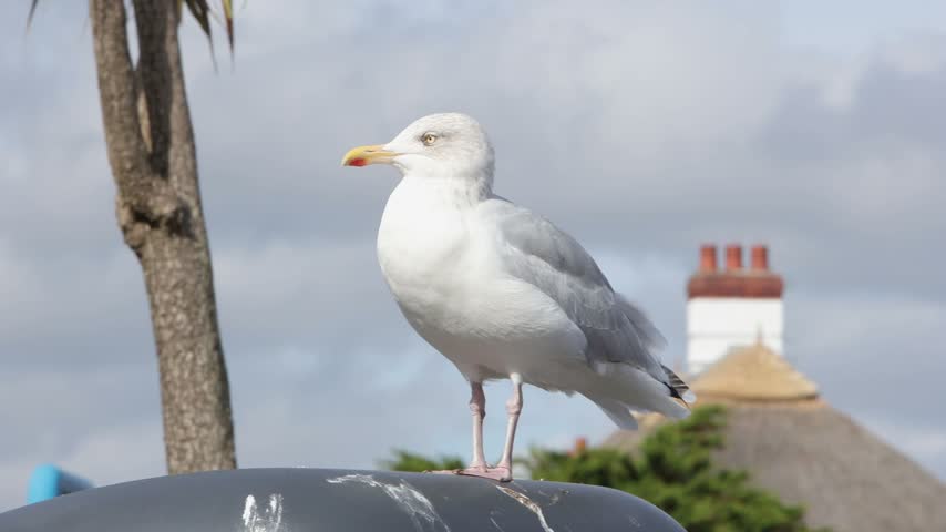A Herring Gull,,Larus argentatus, perched on a bin near the harbour. Paignton. Devon. UK