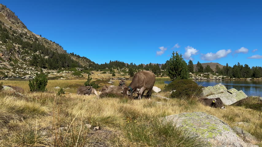 Brown cows grazing on golden grass near a tranquil mountain lake in Andorra, surrounded by pine trees, rocky terrain and blue sky with white clouds