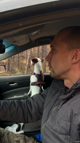 A small white and brown dog in a harness stands on its hind legs on the passenger seat, peering out the window of a moving car driven by a man through a forest with autumn-colored trees.