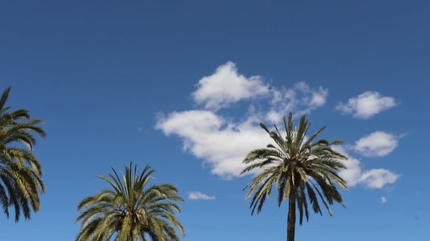 Palm Trees Against a Clear Blue Sky in Valencia Spain