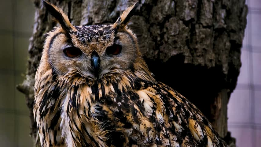 Eurasian eagle owl with prominent ear tufts and intense gaze perched in front of a textured tree trunk.   