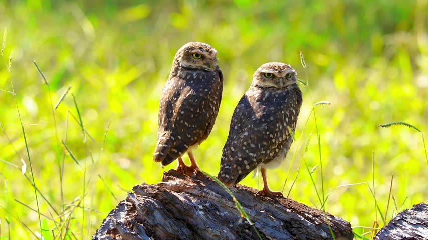 Two cute burrowing owls standing together on a weathered log outdoors in a bright green grassy field