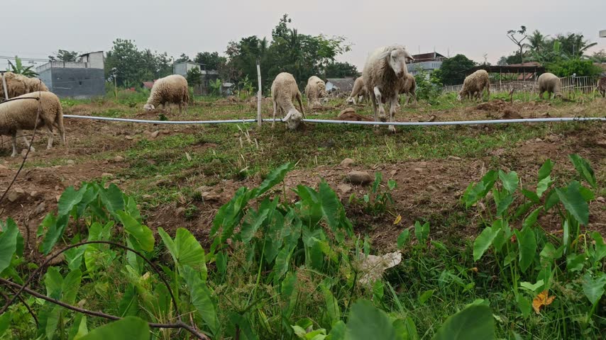 Sheep herd eating grass on farmland with green taro leaves foreground
