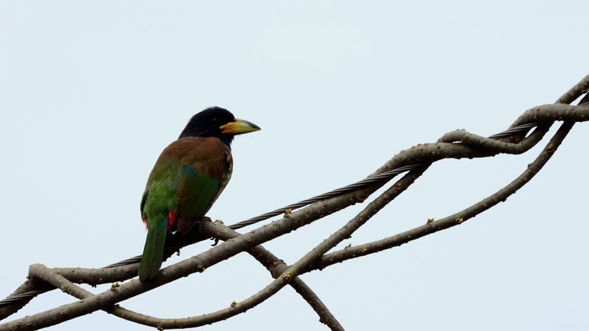 Great barbet (Psilopogon virens) perched calmly on an electric cable during a cold winter morning in Himachal Pradesh, India.