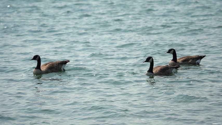 Canadian Geese Swimming Around in park