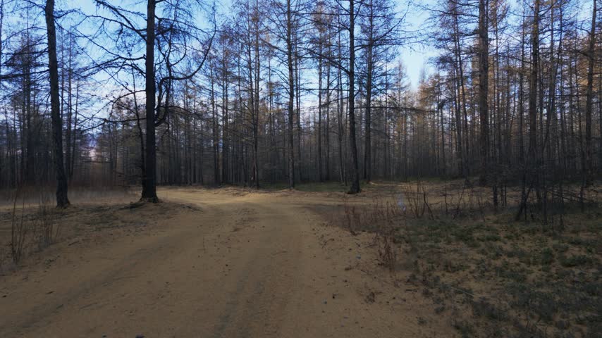 A dirt path winds through a sparse forest of tall, leafless trees under a clear blue sky, with sunlight casting long shadows across dry grass and scattered twigs near a small patch of water.