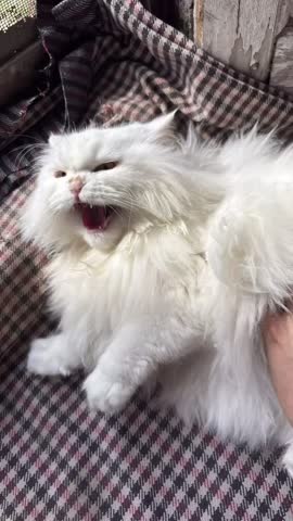 Fluffy white Persian cat wide yawning while being petted.