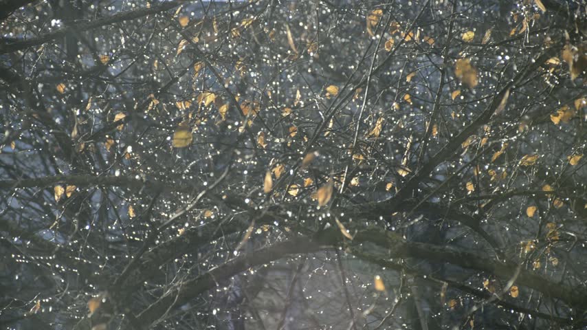 Tree branches with numerous water droplets sparkling brightly in the sunlight. Leaves still remain on the branches. Late autumn or early winter. The light creates soft highlights and sun reflections.