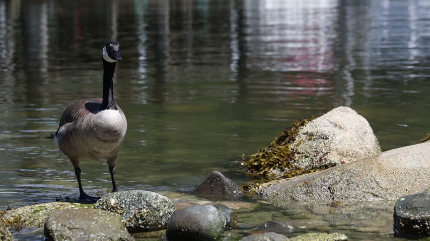 Canadian goose standing on the rock by the lake.
