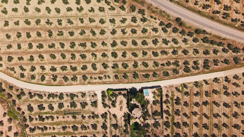 A dirt road cuts through olive groves near Porcuna as the camera pans above