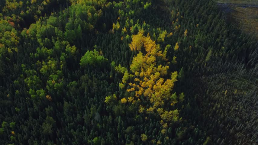 Bright yellow trees in a fall forest viewed from above