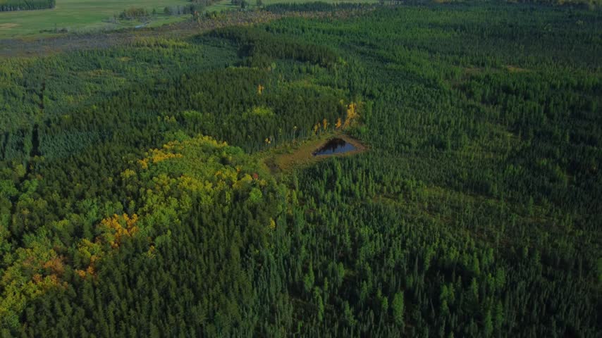 Tiny hidden lake in a forest surrounded by yellow and green trees