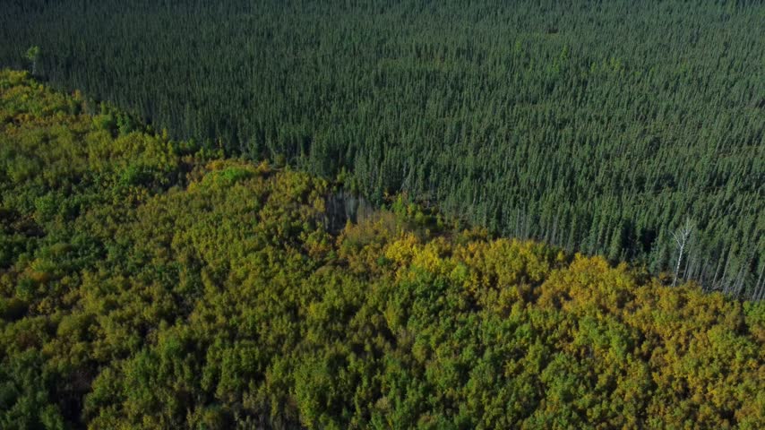 Pine forest meeting a line of orange bushes in fall