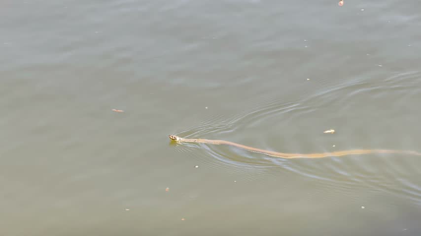 Grass snake Natrix natrix swimming in river under daylight