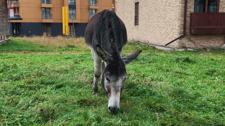 A donkey lowers its head to graze on green grass near an apartment building in a residential area
