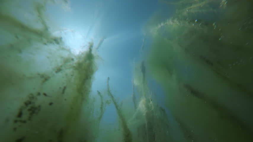 Underwater view of vivid green filamentous algae in marsh pond, with brilliant sunburst (god rays) filtering through dense, slimy freshwater vegetation and air bubbles against vivid blue sky