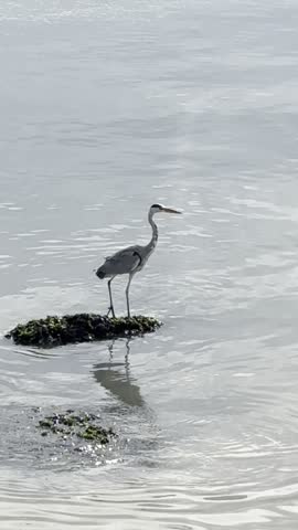 Close-up of a grey heron standing on a mossy rock in the sea water near the shore. Vertical. Nature background 
