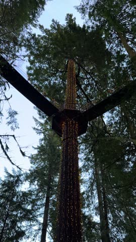 Looking up at a tall tree wrapped in Christmas lights supporting treetop walkways at Capilano Suspension Bridge Park in Vancouver, glowing trunk against the sky.